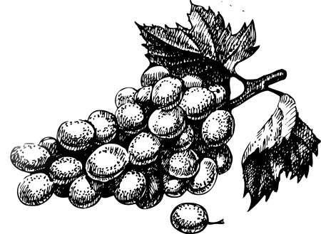 Иллюстрация к книге — Вино, настойки, ликеры [i_092.jpg]