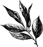 Иллюстрация к книге — Вино, настойки, ликеры [i_265.jpg]