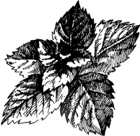 Иллюстрация к книге — Вино, настойки, ликеры [i_267.jpg]