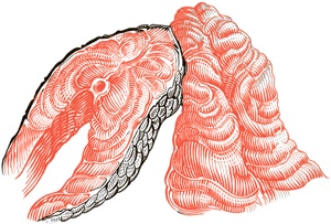 Иллюстрация к книге — Сам себе шеф-повар. Как научиться готовить без рецептов [i_042.jpg]