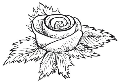 Иллюстрация к книге — Украшение блюд праздничного стола [i_002.jpg]