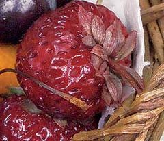 Иллюстрация к книге — Кулинарная коллекция. Шаг за шагом [desserts_25_5.jpg]