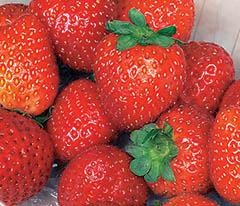 Иллюстрация к книге — Кулинарная коллекция. Шаг за шагом [desserts_30_1.jpg]