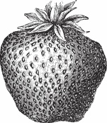 Иллюстрация к книге — Обед для Льва. Кулинарная книга Софьи Андреевны Толстой [_10.jpg]