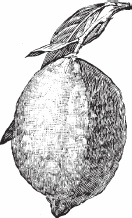 Иллюстрация к книге — Обед для Льва. Кулинарная книга Софьи Андреевны Толстой [_18.jpg]