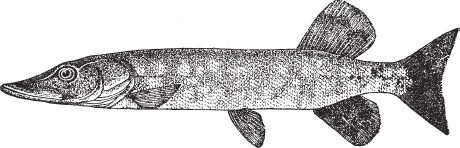 Иллюстрация к книге — Обед для Льва. Кулинарная книга Софьи Андреевны Толстой [_25.jpg]