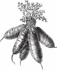 Иллюстрация к книге — Обед для Льва. Кулинарная книга Софьи Андреевны Толстой [_26.jpg]