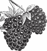 Иллюстрация к книге — Обед для Льва. Кулинарная книга Софьи Андреевны Толстой [_30.jpg]