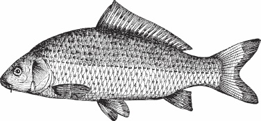 Иллюстрация к книге — Обед для Льва. Кулинарная книга Софьи Андреевны Толстой [_42.jpg]