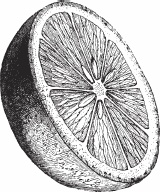 Иллюстрация к книге — Обед для Льва. Кулинарная книга Софьи Андреевны Толстой [_58.jpg]