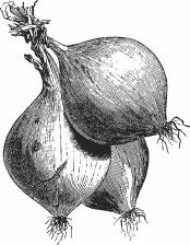 Иллюстрация к книге — Обед для Льва. Кулинарная книга Софьи Андреевны Толстой [_75.jpg]