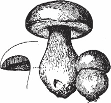 Иллюстрация к книге — Обед для Льва. Кулинарная книга Софьи Андреевны Толстой [_77.jpg]