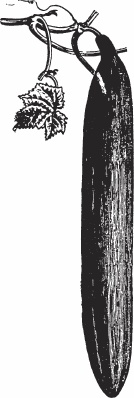 Иллюстрация к книге — Обед для Льва. Кулинарная книга Софьи Андреевны Толстой [_78.jpg]