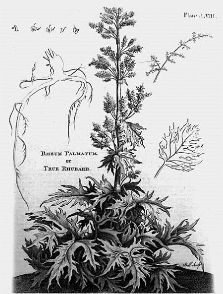 Иллюстрация к книге — Непридуманная история русских продуктов. От Киевской Руси до СССР [i_131.jpg]