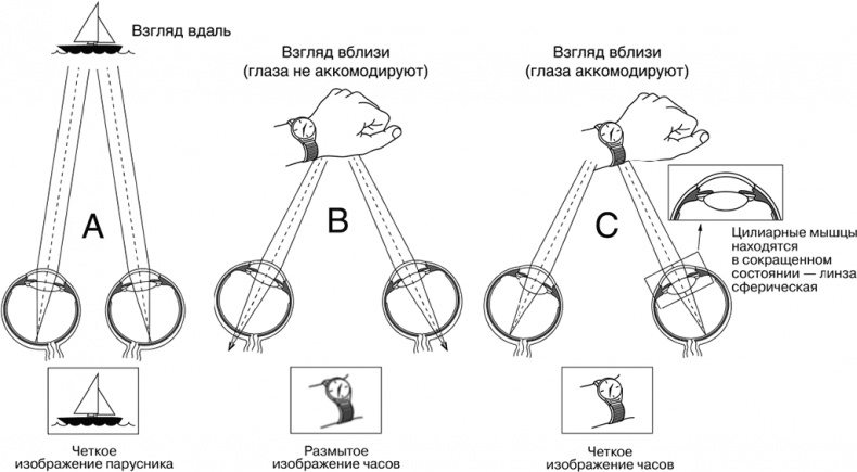 Иллюстрация к книге — Про глазки. Как помочь ребенку видеть мир без очков [_1.jpg]