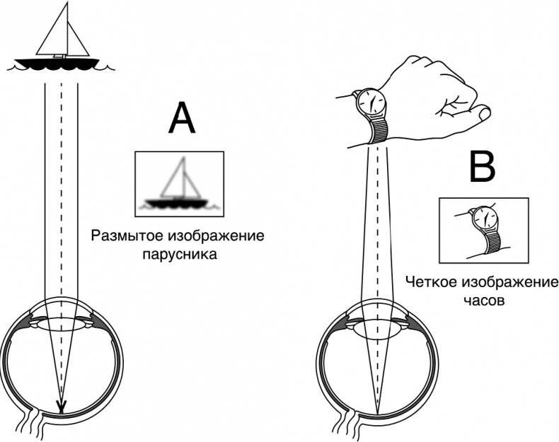 Иллюстрация к книге — Про глазки. Как помочь ребенку видеть мир без очков [_2.jpg]
