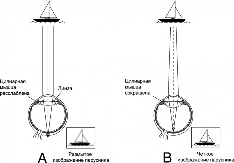 Иллюстрация к книге — Про глазки. Как помочь ребенку видеть мир без очков [_4.jpg]