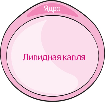 Иллюстрация к книге — Целлюлит. Циничный оберег от главного врага женщин [i_005.jpg]