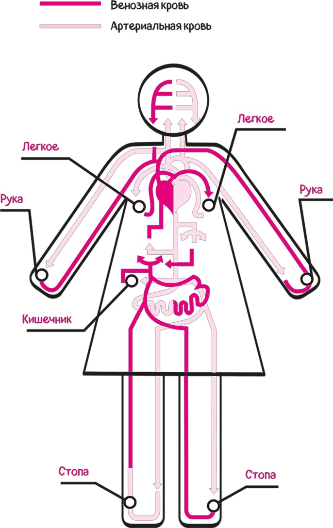 Иллюстрация к книге — Целлюлит. Циничный оберег от главного врага женщин [i_042.jpg]