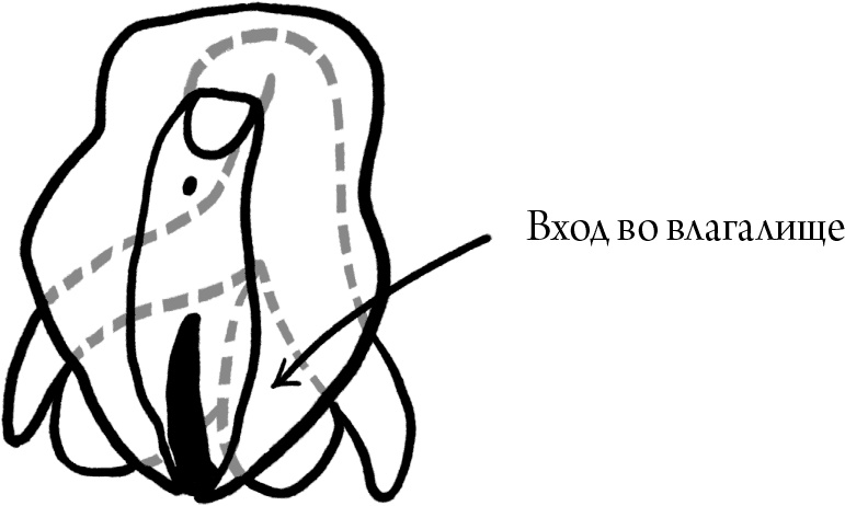 Иллюстрация к книге — Viva la vagina. Хватит замалчивать скрытые возможности органа, который не принято называть [i_006.jpg]