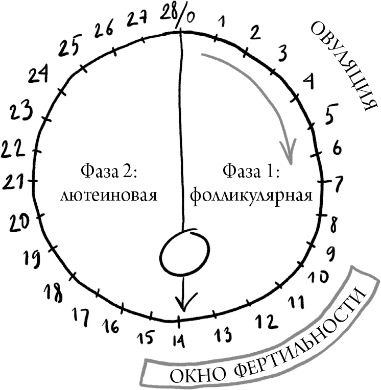 Иллюстрация к книге — Viva la vagina. Хватит замалчивать скрытые возможности органа, который не принято называть [i_012.jpg]