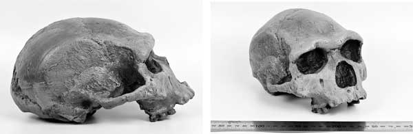 Иллюстрация к книге — Мифы об эволюции человека [i_017.jpg]