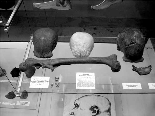 Иллюстрация к книге — Мифы об эволюции человека [i_021.jpg]