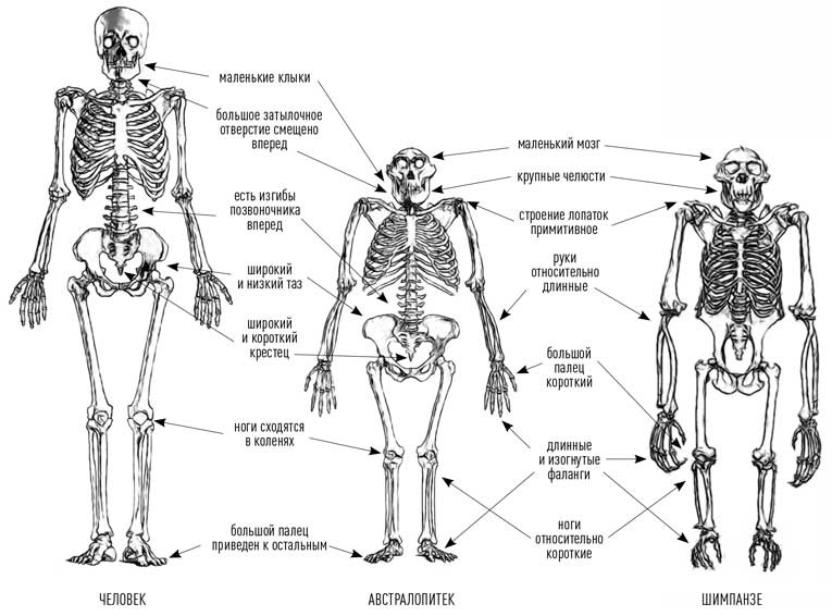 Иллюстрация к книге — Мифы об эволюции человека [i_022.jpg]