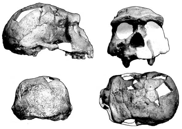 Иллюстрация к книге — Мифы об эволюции человека [i_025.jpg]