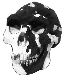 Иллюстрация к книге — Мифы об эволюции человека [i_026.jpg]