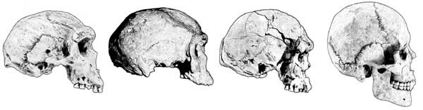 Иллюстрация к книге — Мифы об эволюции человека [i_028.jpg]