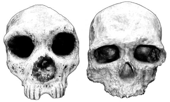 Иллюстрация к книге — Мифы об эволюции человека [i_031.jpg]