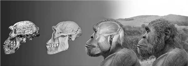 Иллюстрация к книге — Мифы об эволюции человека [i_035.jpg]