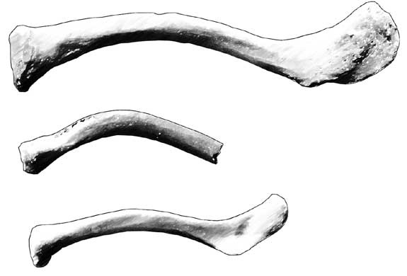 Иллюстрация к книге — Мифы об эволюции человека [i_038.jpg]