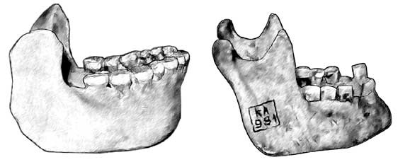 Иллюстрация к книге — Мифы об эволюции человека [i_042.jpg]