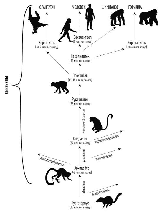 Иллюстрация к книге — Мифы об эволюции человека [i_043.jpg]
