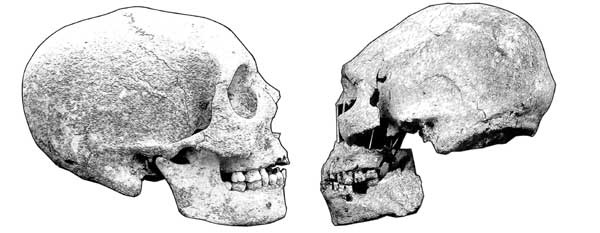 Иллюстрация к книге — Мифы об эволюции человека [i_052.jpg]