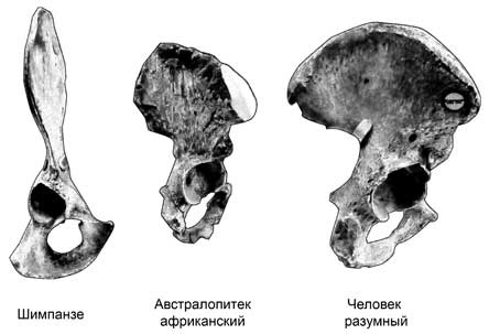 Иллюстрация к книге — Мифы об эволюции человека [i_054.jpg]
