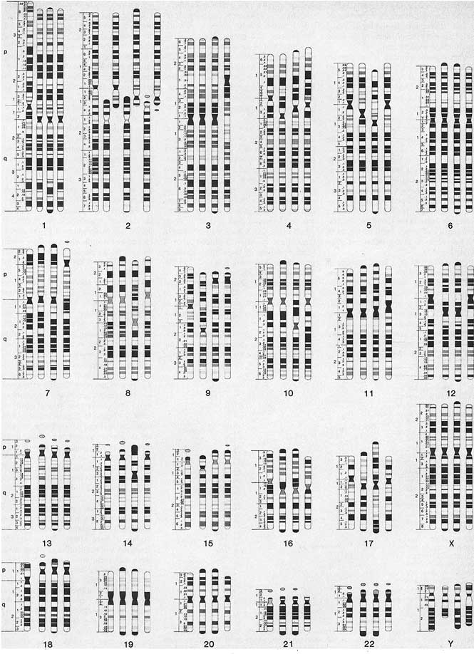 Иллюстрация к книге — Мифы об эволюции человека [i_055.jpg]