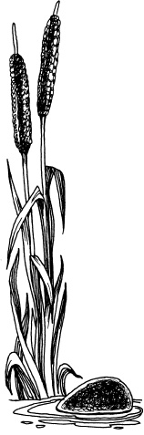 Иллюстрация к книге — Чудеса на магической неделе. Приключения бяки [_62.jpg]