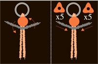 Иллюстрация к книге — Ваши внуки. Как стать настоящими друзьями [i_028.jpg]