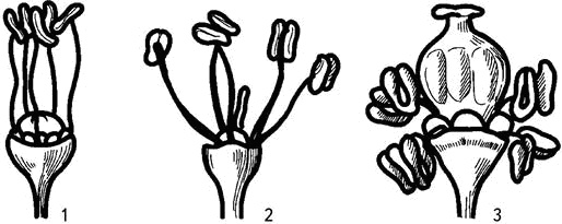 Иллюстрация к книге — Умный виноградник без хлопот [_11.jpg]