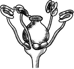 Иллюстрация к книге — Умный виноградник без хлопот [_12.jpg]