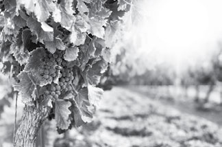 Иллюстрация к книге — Умный виноградник без хлопот [_2.jpg]