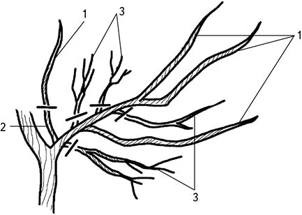 Иллюстрация к книге — Умный виноградник без хлопот [_27.jpg]