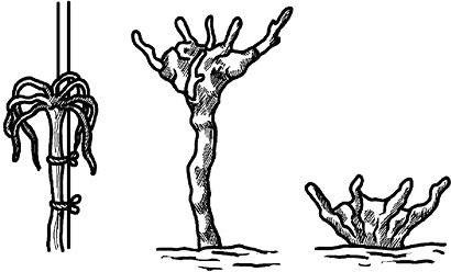 Иллюстрация к книге — Умный виноградник без хлопот [_33.jpg]