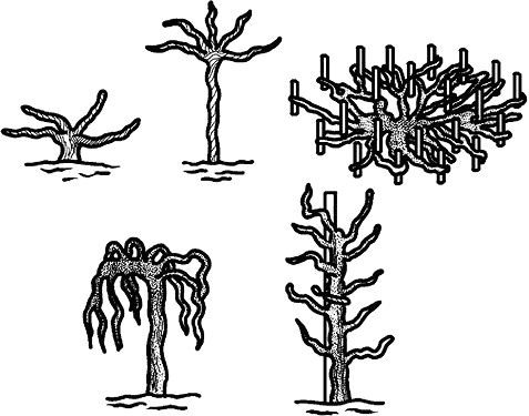Иллюстрация к книге — Умный виноградник без хлопот [_34.jpg]