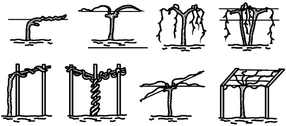 Иллюстрация к книге — Умный виноградник без хлопот [_35.jpg]