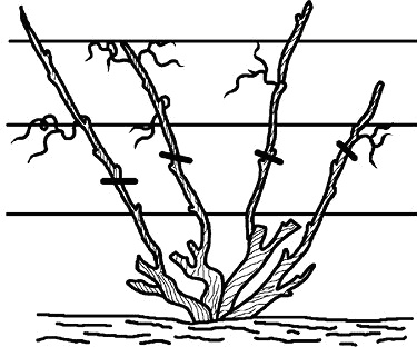 Иллюстрация к книге — Умный виноградник без хлопот [_36.jpg]