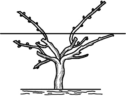 Иллюстрация к книге — Умный виноградник без хлопот [_37.jpg]